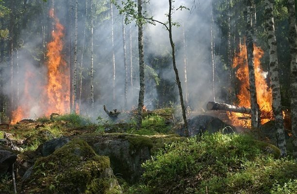 Пожарът в Славянка вилнее вече 22 дни