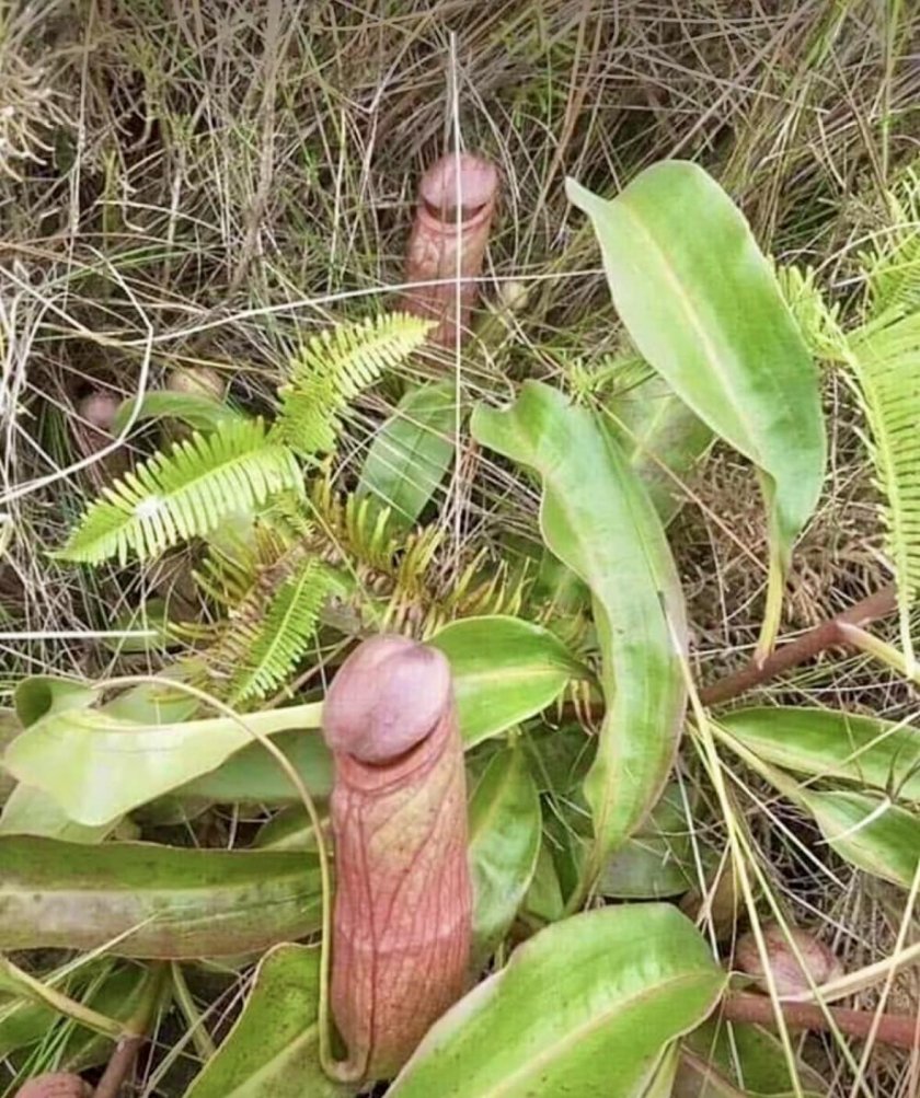 Растение с доста еротичен вид - във формата на възбуден