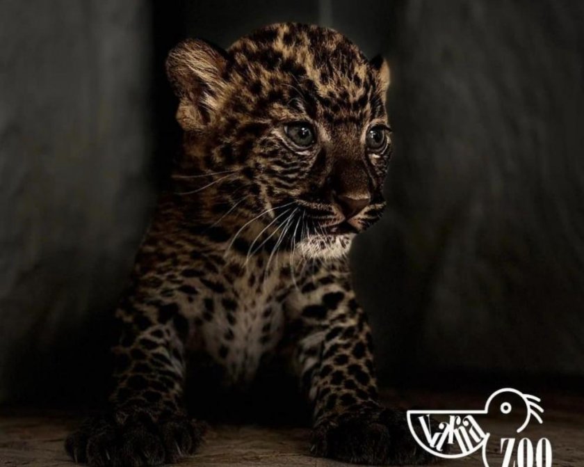Уникално сладко бебе леопардче ще радва посетителите на Зоопарка във