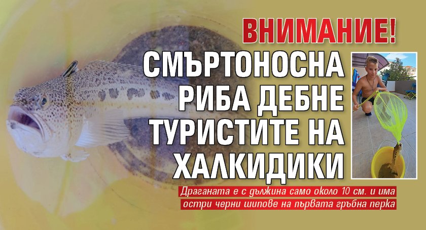 ВНИМАНИЕ! Смъртоносна риба дебне туристите на Халкидики