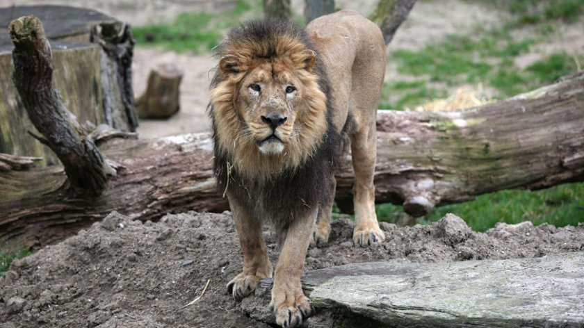 Прокуратурата разследва защо е болен лъвът в разградския зоопарк