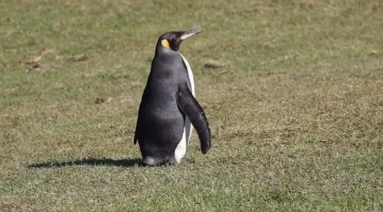 Шок: Кралски пингвини стигнаха Африка