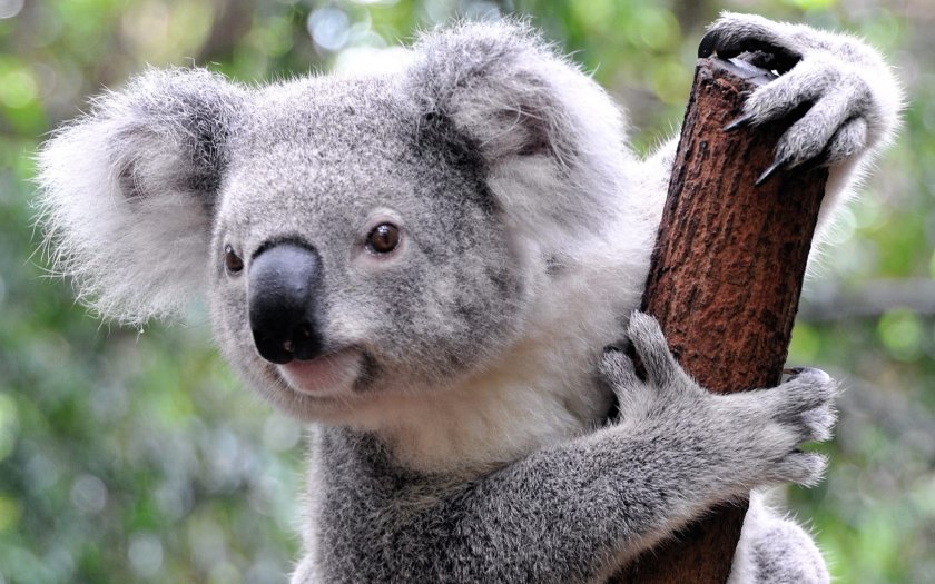 Семейство приюти 24 коали (ВИДЕО)