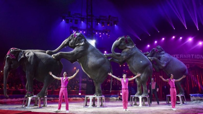 Париж забрани зверовете в цирка