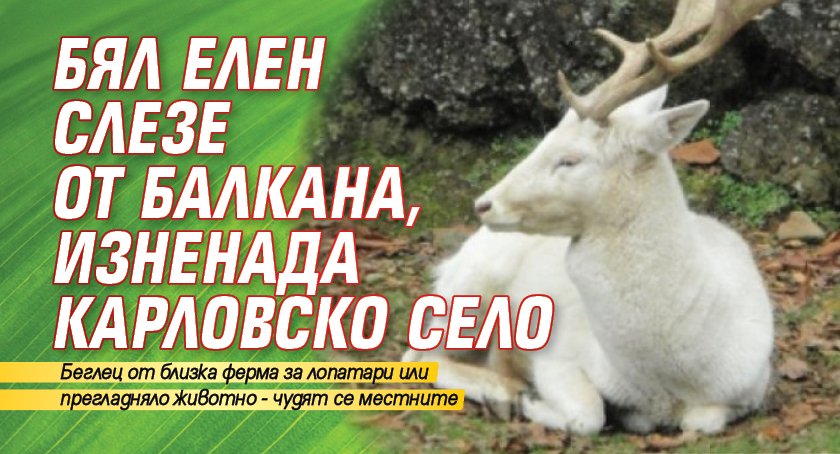 Бял елен слезе от Балкана, изненада карловско село