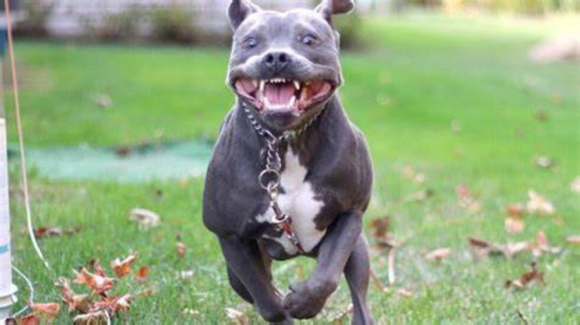 Жена закопча 6-годишния си син с белезници и го хвърли на питбул