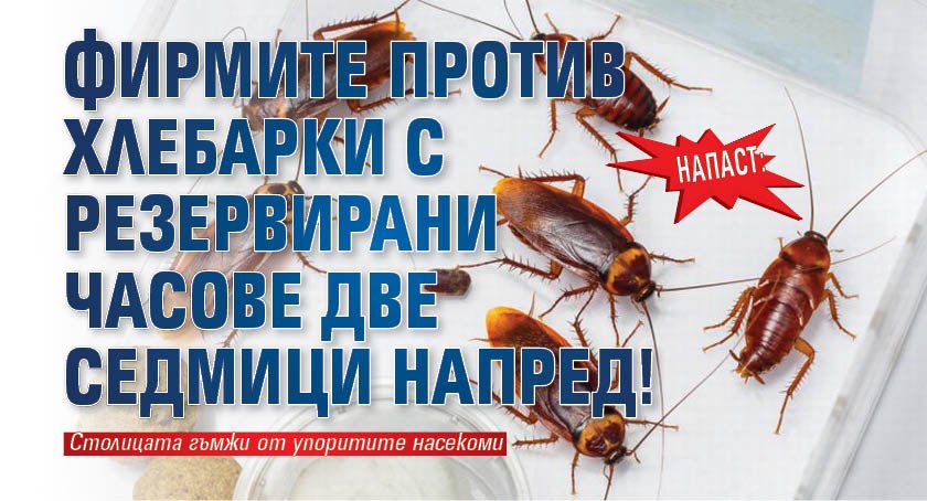НАПАСТ: Фирмите против хлебарки с резервирани часове две седмици напред!