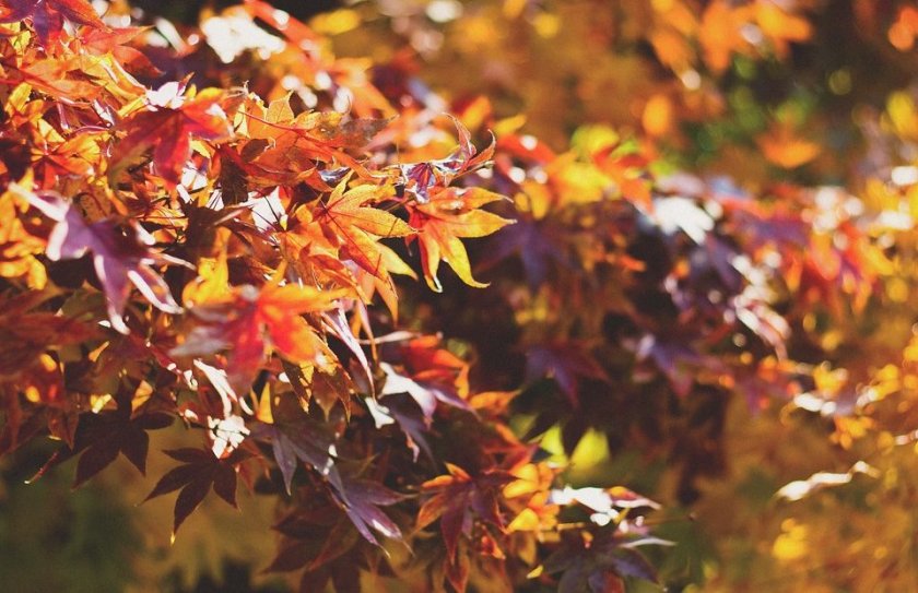 Днес ще бъде предимно слънчево, съобщават от НИМХ. Ще духа слаб вятър от изток, в