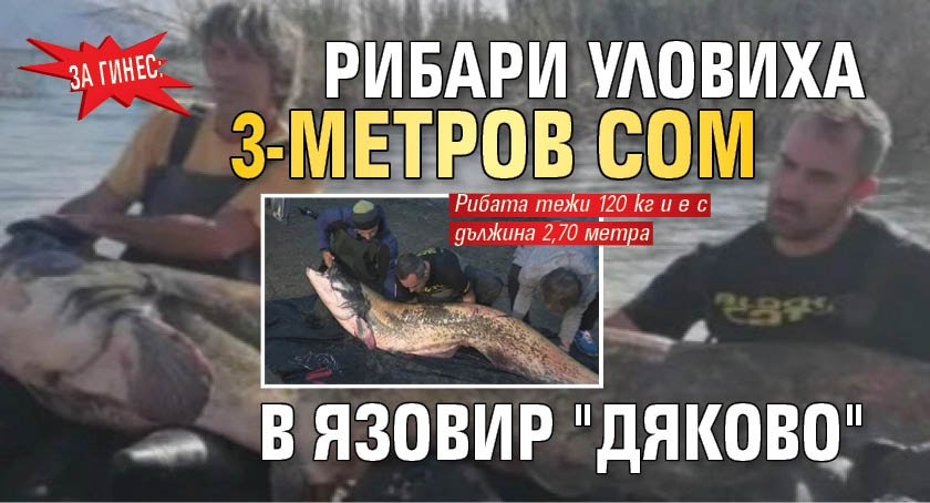 За Гинес: Рибари уловиха 3-метров сом в язовир "Дяково"