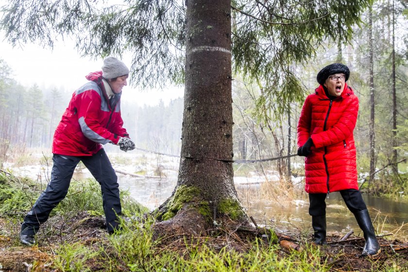 В Норвегия отсякоха и изпратиха за Великобритания 85-годишно коледно дърво 