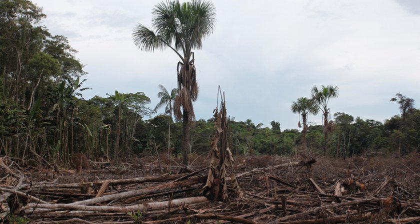 Обезлесяването в Амазония - с рекордно ниво от 11 години