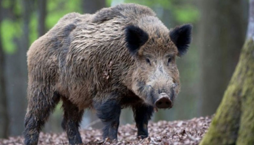 Отстреляха над 600 диви свине в област Търговище