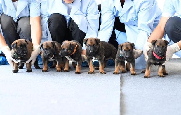Китай клонира полицейски кучета