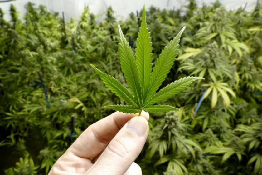 Марихуана ст список стран легализовали марихуану
