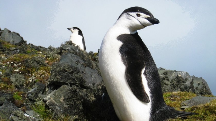 Пингвини-гейове гепиха яйцето на хетеросексуална двойка