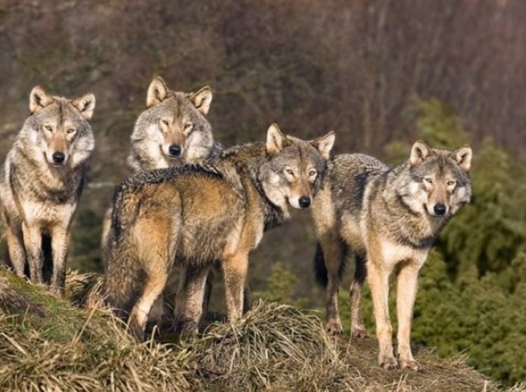 Туристи оцеляха след нападение на вълци в Калофер
