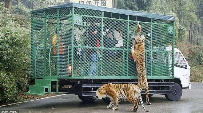 В китайски зоопарк хората са в клетки (ВИДЕО)