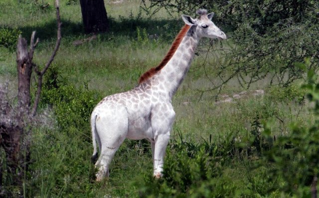 Щракнаха бял жираф в Танзания