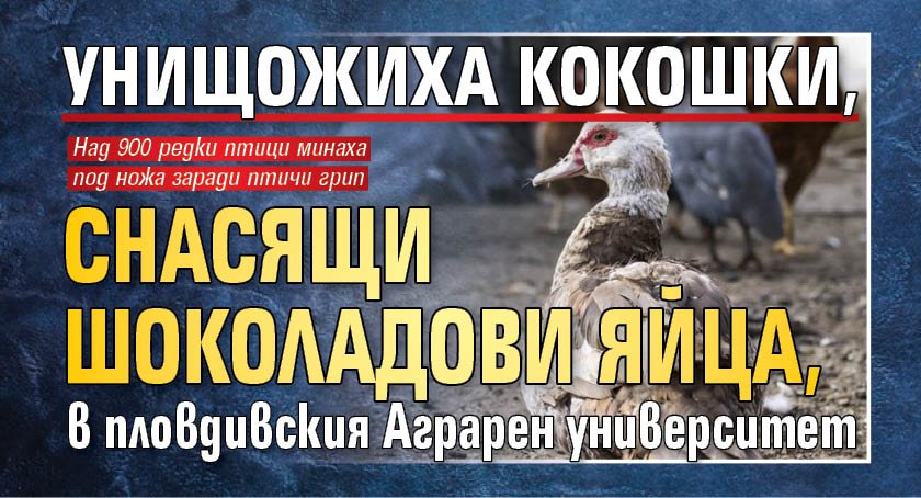 Унищожиха кокошки, снасящи шоколадови яйца, в пловдивския Аграрен университет
