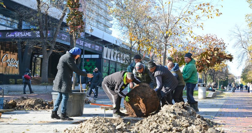 Садят магнолии и вишни в центъра на Варна