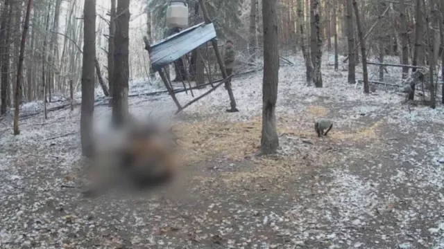 Зверство: Застреляха благороден елен, докато яде в Етрополския балкан