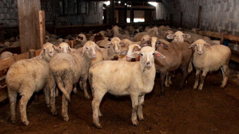 Собственици на овце във Велинград заявиха, че няма да допуснат