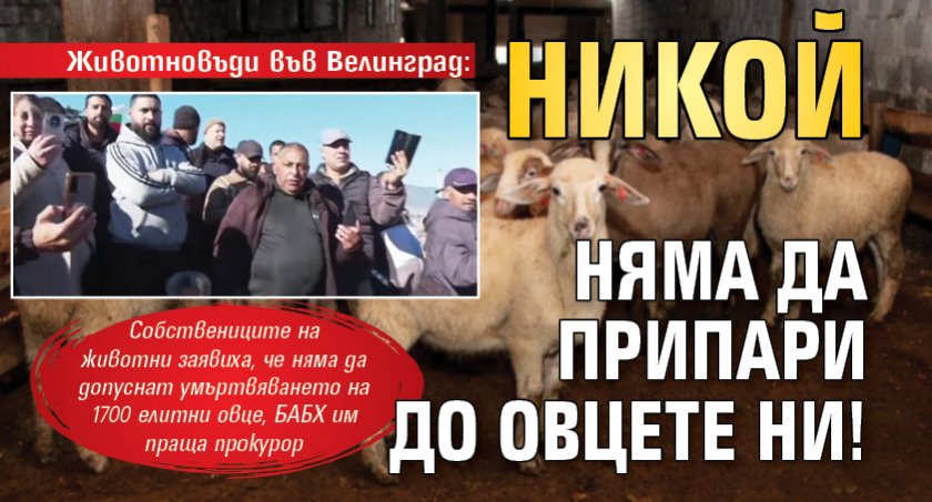 Животновъди във Велинград: Никой няма да припари до овцете ни!