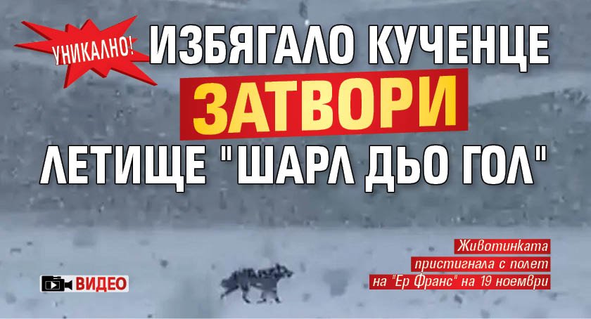 УНИКАЛНО! Избягало кученце затвори летище "Шарл дьо Гол" (ВИДЕО)