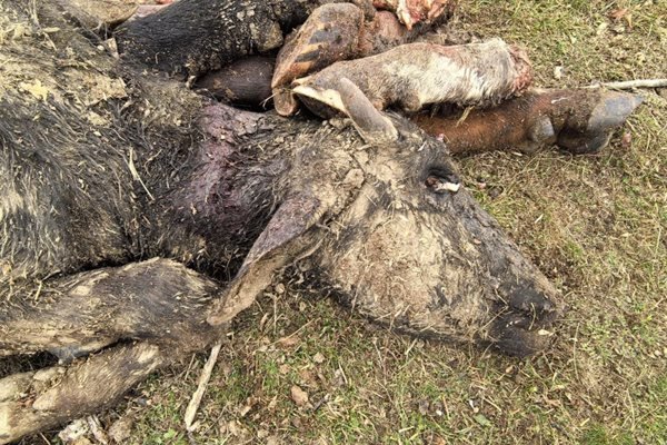 Силна миризма на разлагащи се трупове на животни, животински кожи,