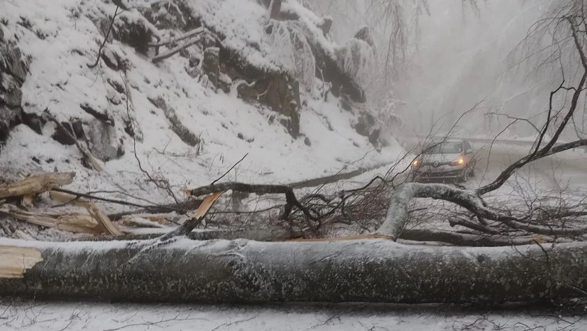 Проходът „Петрохан” е затворен заради паднали дървета