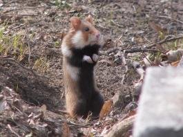 Учени от БАН с опит да спасят изключително рядък вид
