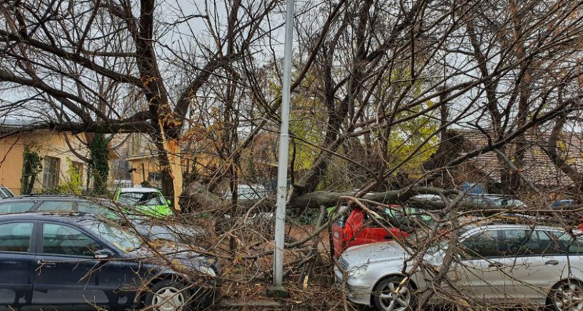 Дърво се разцепи и падна върху 4 коли в Пловдив