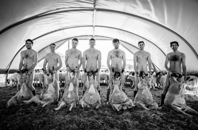 Снимка на голи студенти с овце влуди вегани