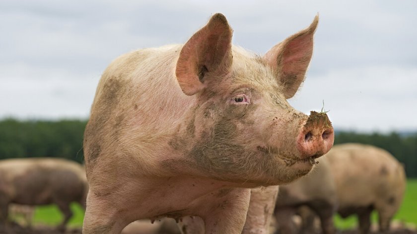 Първи случаи на африканска чума по диви свине в Кюстендилско