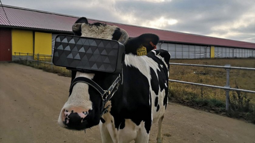 Увеличават добива на мляко от руските крави с очила за виртуална реалност