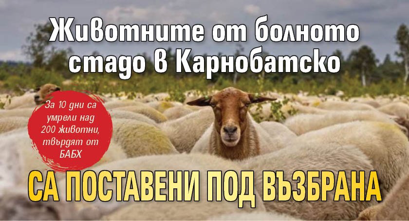 Животните от болното стадо в Карнобатско са поставени под възбрана