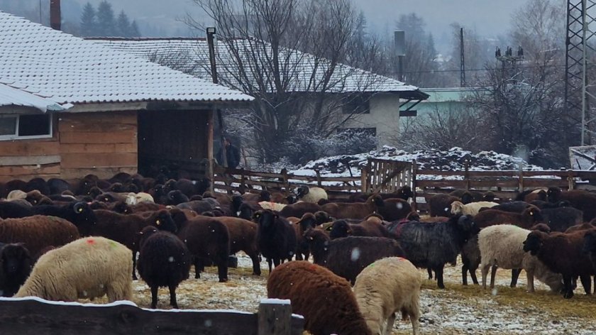 Въвеждат допълнителни мерки заради чумата в Доспат 