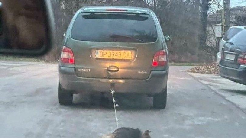 Шофьор влачи куче като ремарке. Цял град се вдигна