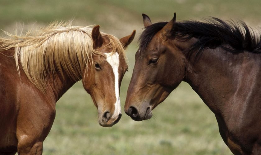 Домашен арест постанови Районният съд в Кюстендил за Стоян Игов,