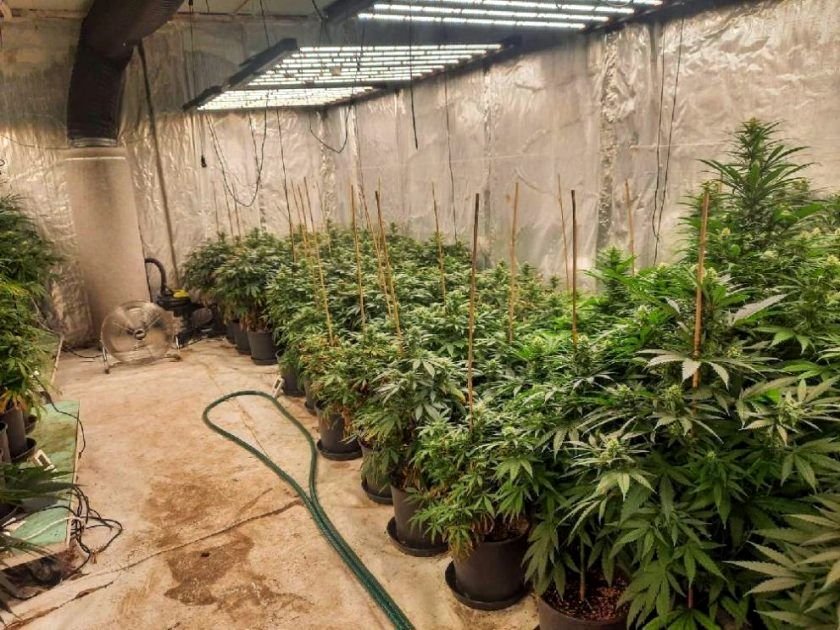 Голяма нарколаборатария разкриха криминалисти от МВР-Бургас. Открити са близо 400 конопени