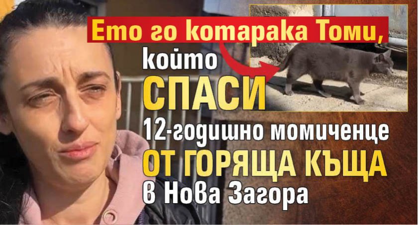 Ето го котарака Томи, който спаси 12-годишно момиченце от горяща къща в Нова Загора