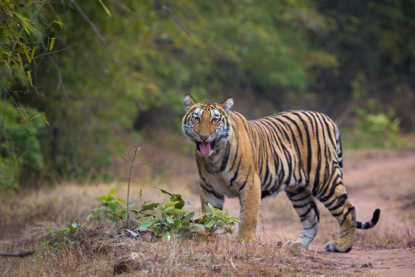 Тигър измина 1300 км заради женска