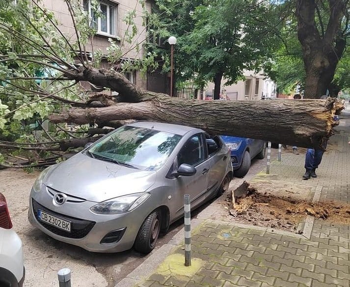 Дърво смачка кола в столичния квартал "Лозенец"