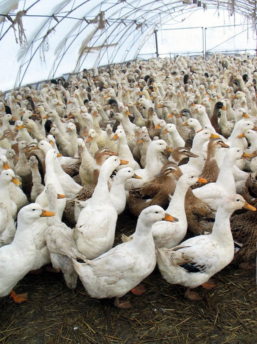 Висши здравни служители предупредиха, че птичият грип може да предизвика