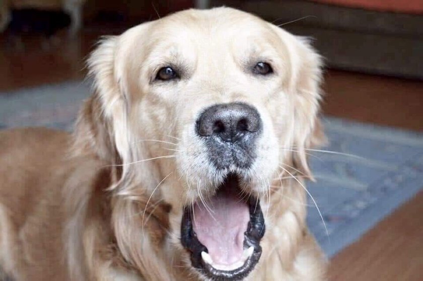 Певицата Мая Нешкова е тъжна днес. Изпълнителката на вечния хит