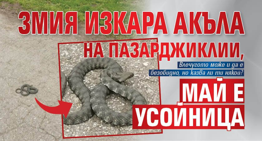 Змия изкара акъла на пазарджиклии, май е усойница (СНИМКИ)
