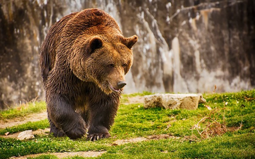 Туристите да внимават, над 16 мечки бродят на Витоша