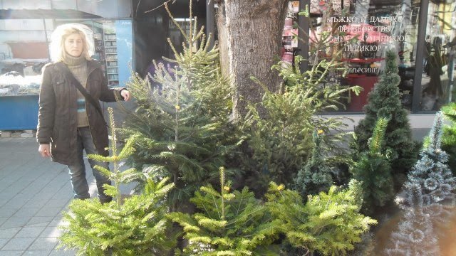 Спипаха 310 незаконно отсечени елхи в София