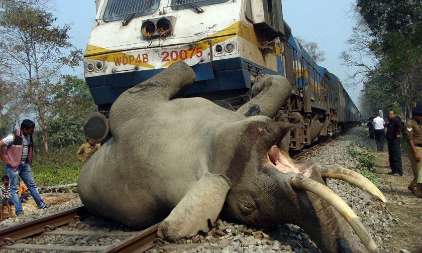 Влак уби два слона в Индия