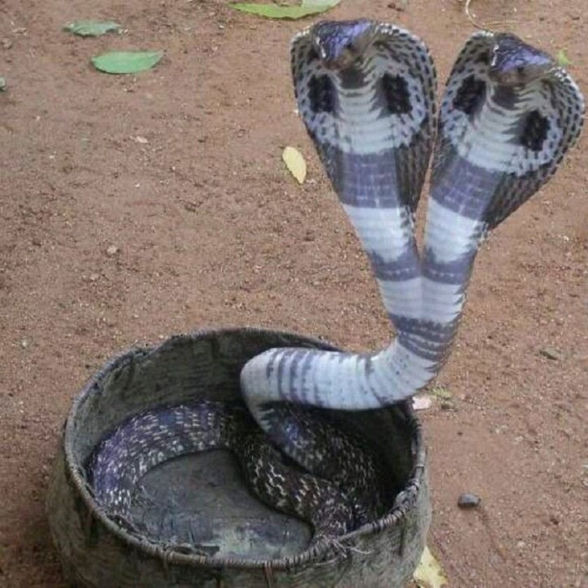 Двуглава кобра изплаши цяло село